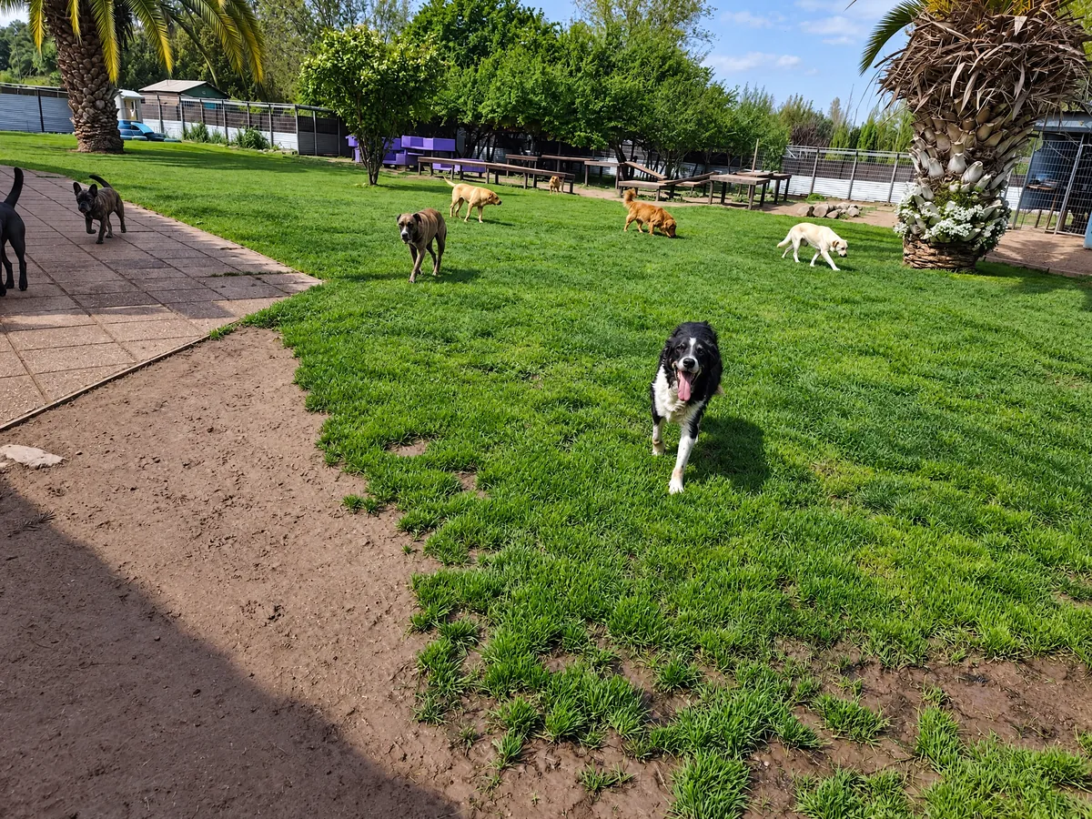 Un perro blanco y negro corre feliz hacia la cámara sobre el pasto del hotel, con otros perros jugando al fondo
