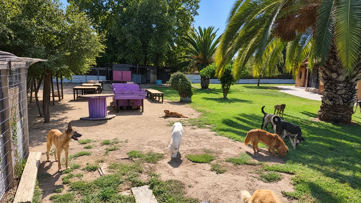 Perros recorriendo el patio entre el pasto y la zona de tierra, a la sombra de las palmeras